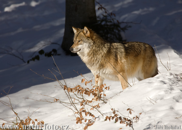 vlk-obecny-5_3681